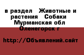  в раздел : Животные и растения » Собаки . Мурманская обл.,Оленегорск г.